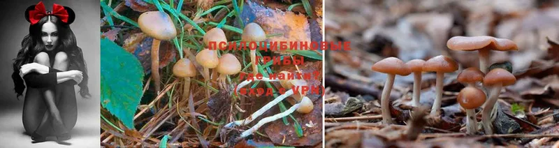 Псилоцибиновые грибы Cubensis  Луга 